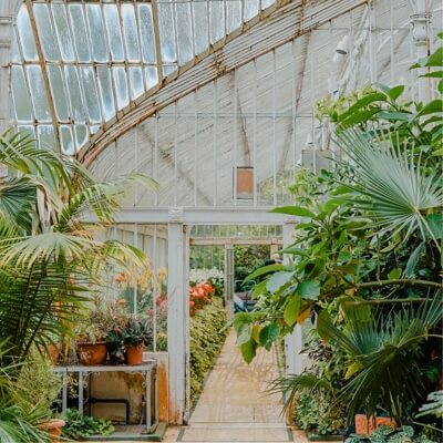 a greenhouse filled with a variety of large plants