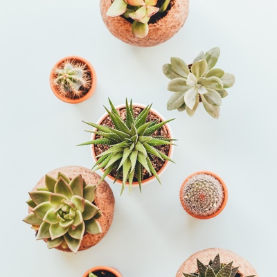 top down view of succulents and cacti