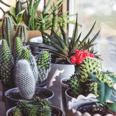 many small and medium sized cacti