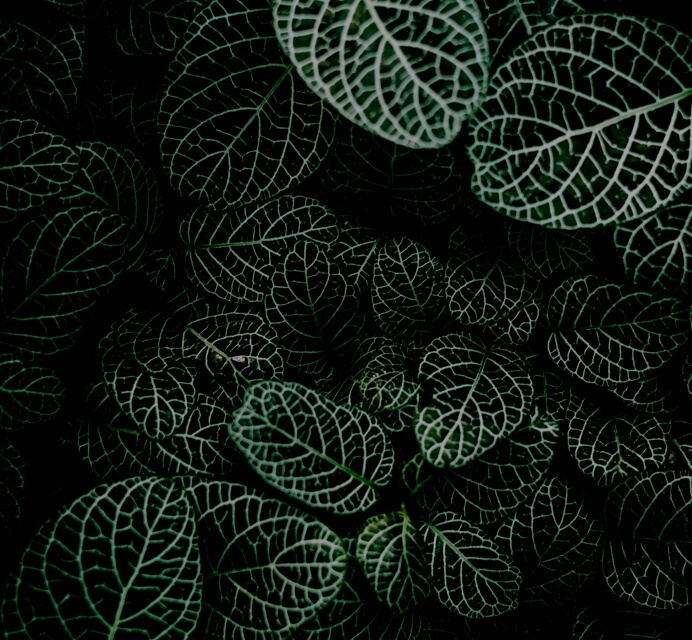 a top down photo of a broad leafed plant