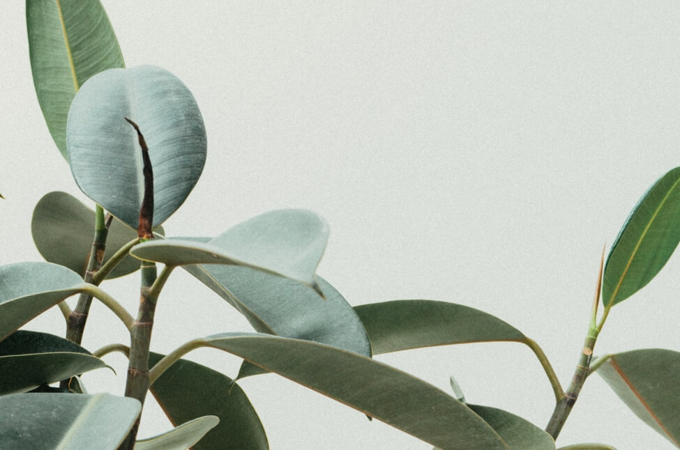 close-up shot of a broad leafed Rubber Tree plant