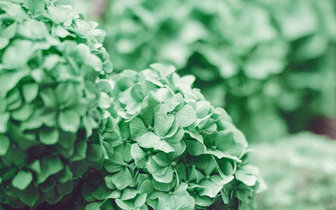 a vibrant green bush with small flat petals